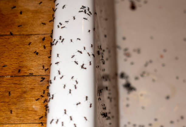 Best Bed Bug Extermination  in Fort Scott, KS